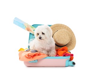 Photo of Pet hotel. Cute Maltese dog in suitcase with personal belongings on white background