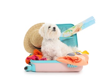 Photo of Pet hotel. Cute Maltese dog in suitcase with personal belongings on white background