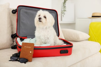 Photo of Pet hotel. Cute Maltese dog in suitcase with personal belongings on sofa indoors, space for text