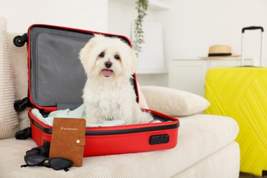 Photo of Pet hotel. Cute Maltese dog in suitcase with personal belongings on sofa indoors, space for text