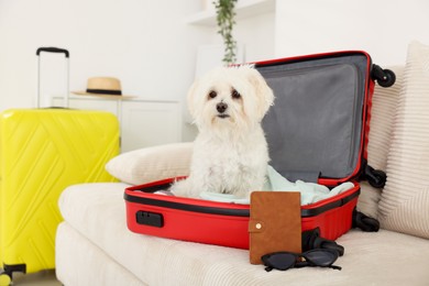 Photo of Pet hotel. Cute Maltese dog in suitcase with personal belongings on sofa indoors, space for text