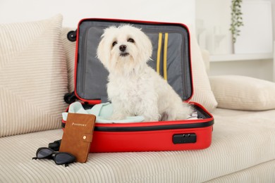 Photo of Pet hotel. Cute Maltese dog in suitcase with personal belongings on sofa indoors