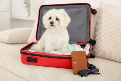 Photo of Pet hotel. Cute Maltese dog in suitcase with personal belongings on sofa indoors