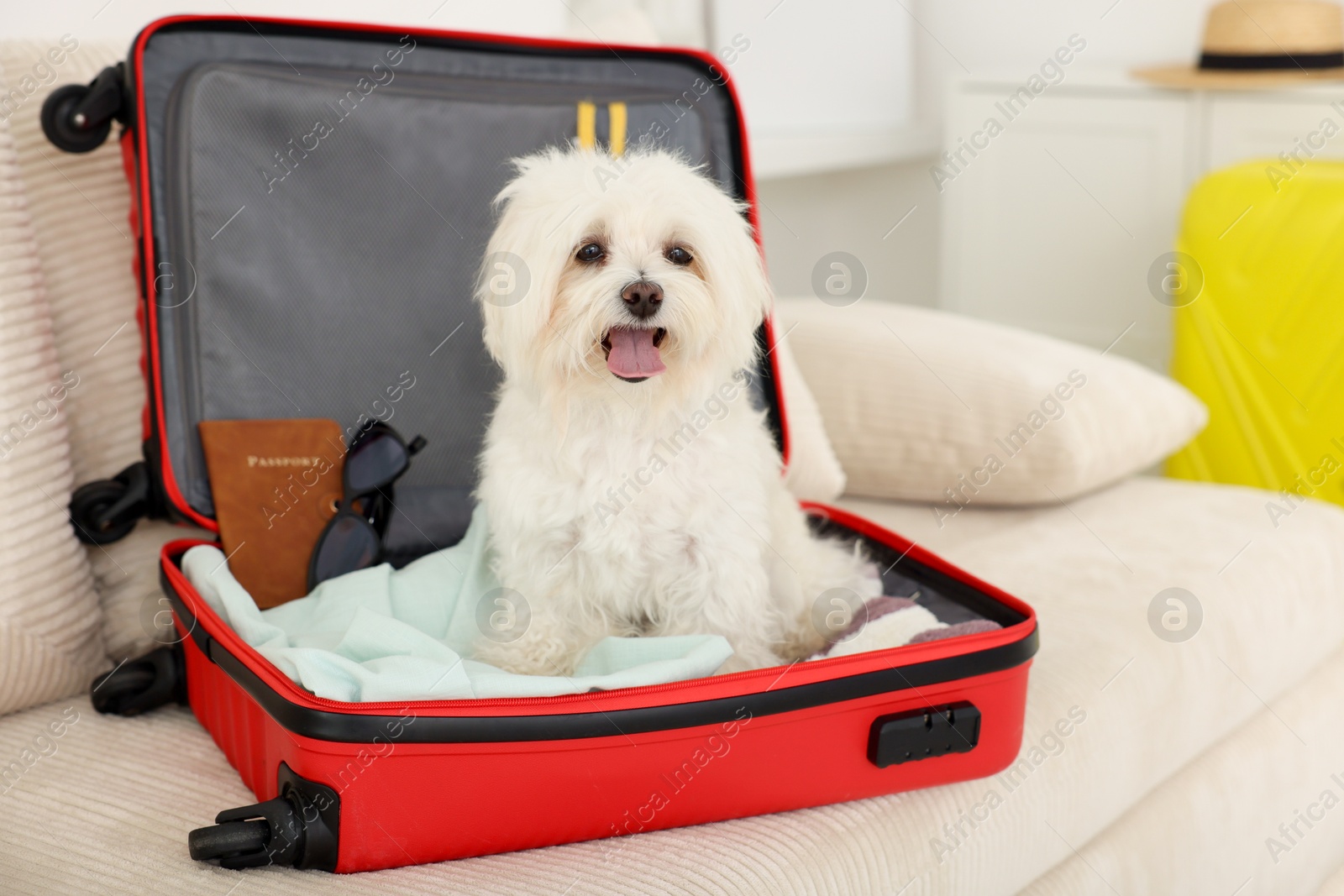 Photo of Pet hotel. Cute Maltese dog in suitcase with personal belongings on sofa indoors
