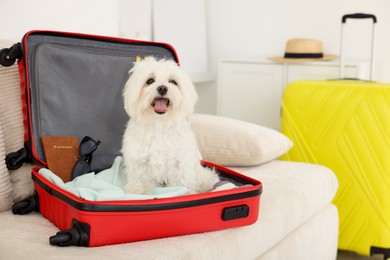 Photo of Pet hotel. Cute Maltese dog in suitcase with personal belongings on sofa indoors