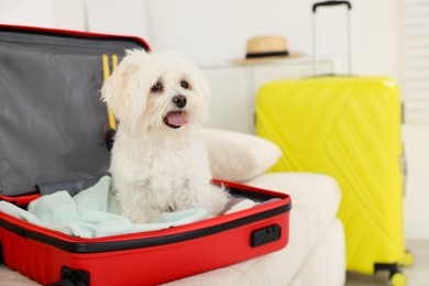 Photo of Pet hotel. Cute Maltese dog in suitcase with personal belongings on sofa indoors