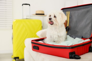 Photo of Pet hotel. Cute Maltese dog in suitcase with personal belongings on sofa indoors
