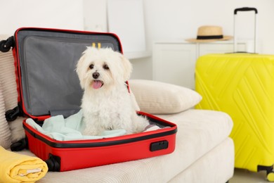 Photo of Pet hotel. Cute Maltese dog in suitcase with personal belongings on sofa indoors