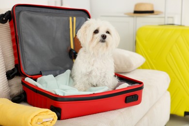 Photo of Pet hotel. Cute Maltese dog in suitcase with personal belongings on sofa indoors
