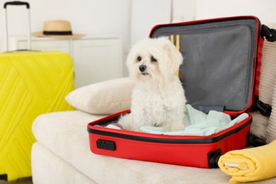 Photo of Pet hotel. Cute Maltese dog in suitcase with personal belongings on sofa indoors