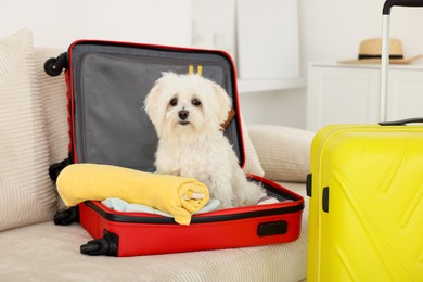 Photo of Pet hotel. Cute Maltese dog in suitcase with personal belongings on sofa indoors
