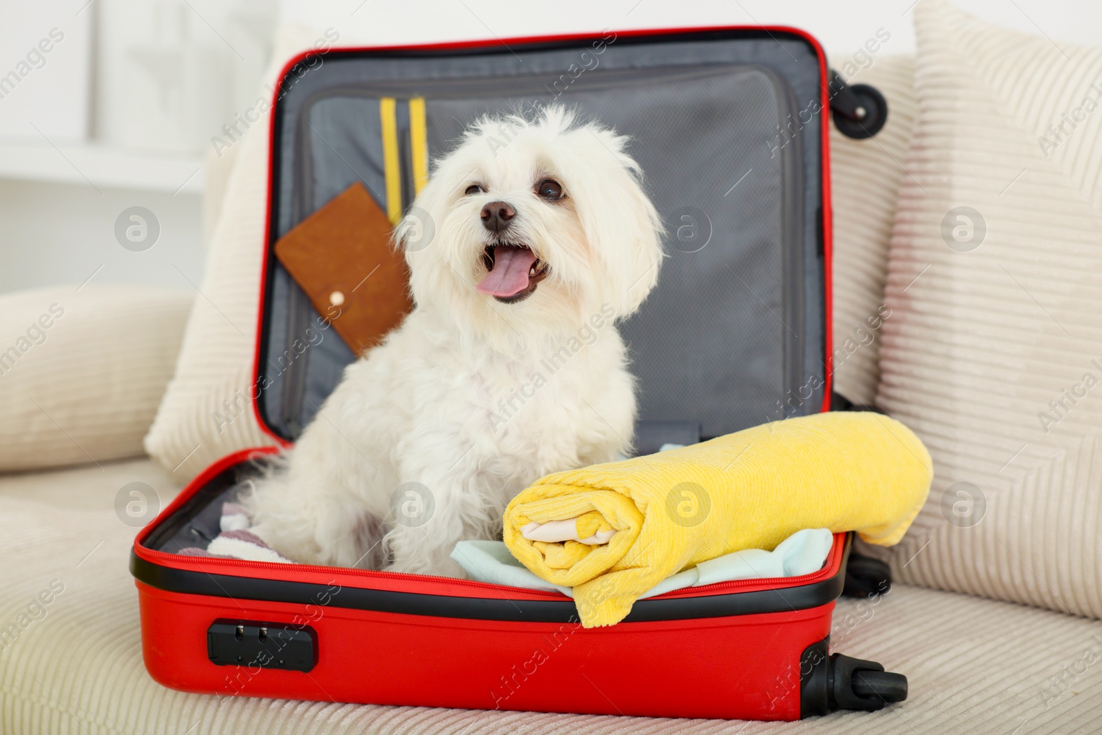 Photo of Pet hotel. Cute Maltese dog in suitcase with personal belongings on sofa indoors