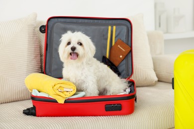 Photo of Pet hotel. Cute Maltese dog in suitcase with personal belongings on sofa indoors