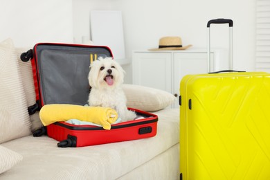 Photo of Pet hotel. Cute Maltese dog in suitcase with personal belongings on sofa indoors
