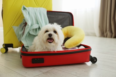 Photo of Pet hotel. Cute Maltese dog in suitcase with personal belongings on floor indoors