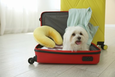 Photo of Pet hotel. Cute Maltese dog in suitcase with personal belongings on floor indoors