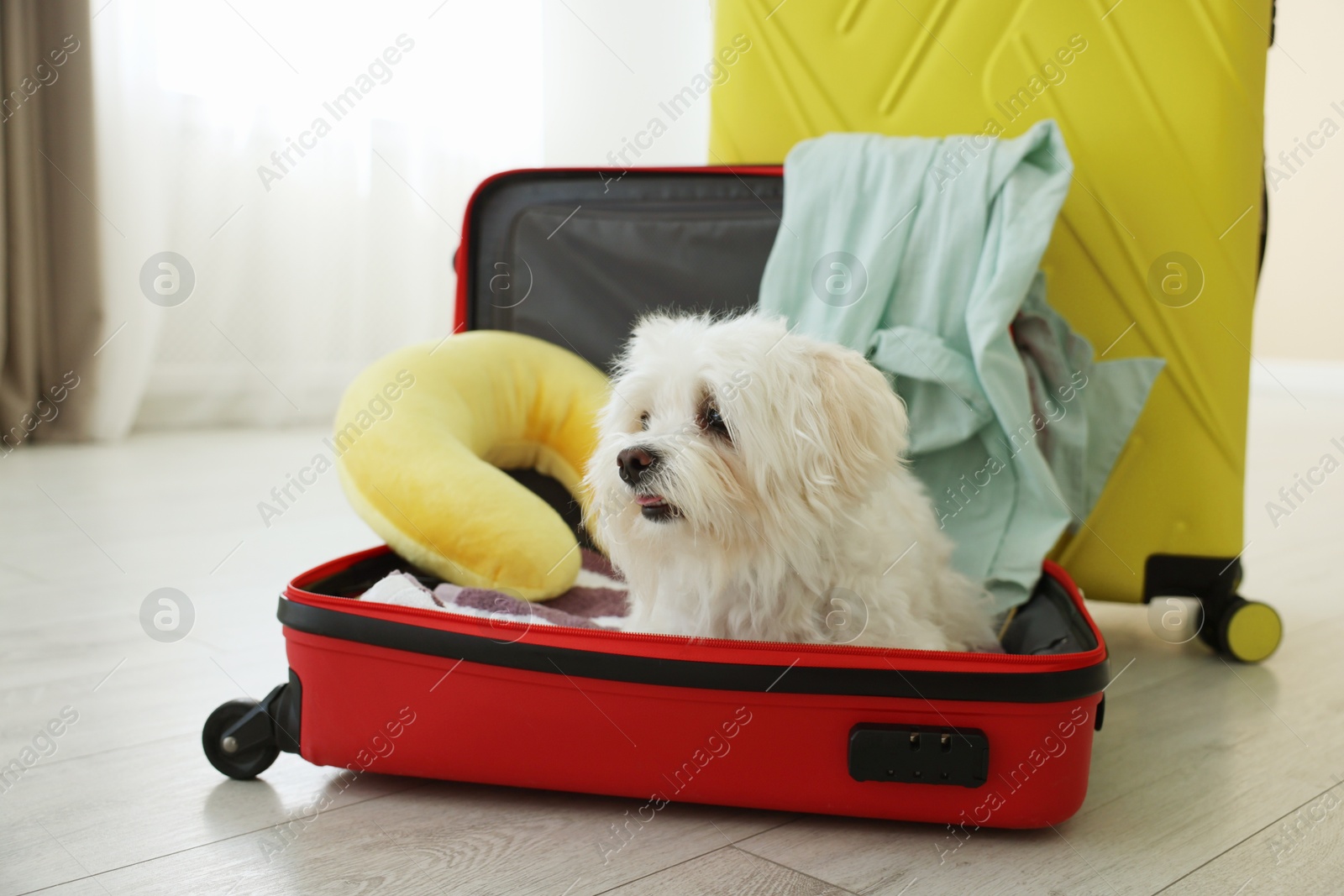 Photo of Pet hotel. Cute Maltese dog in suitcase with personal belongings on floor indoors
