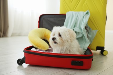 Photo of Pet hotel. Cute Maltese dog in suitcase with personal belongings on floor indoors