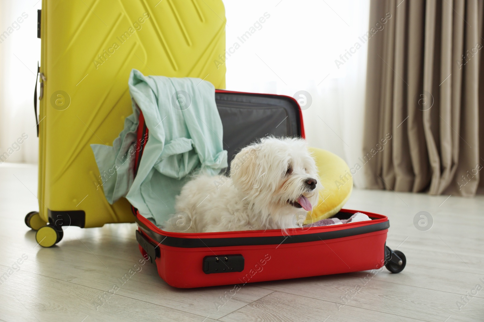 Photo of Pet hotel. Cute Maltese dog in suitcase with personal belongings on floor indoors