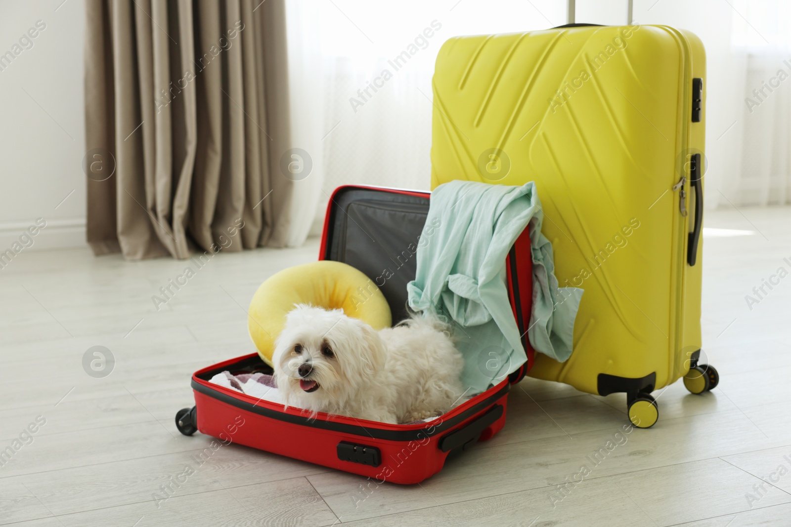 Photo of Pet hotel. Cute Maltese dog in suitcase with personal belongings on floor indoors
