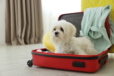 Photo of Pet hotel. Cute Maltese dog in suitcase with personal belongings on floor indoors
