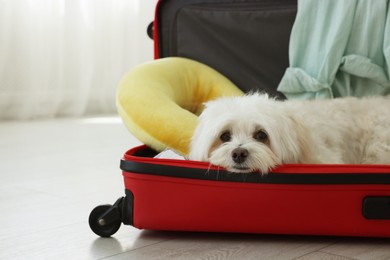 Photo of Pet hotel. Cute Maltese dog in suitcase with personal belongings on floor indoors