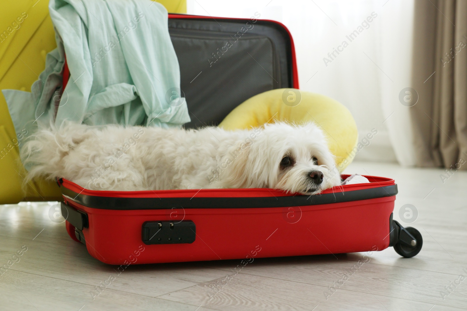 Photo of Pet hotel. Cute Maltese dog in suitcase with personal belongings on floor indoors
