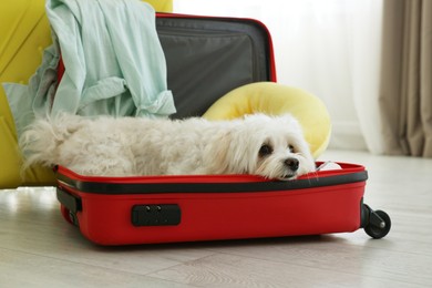 Photo of Pet hotel. Cute Maltese dog in suitcase with personal belongings on floor indoors