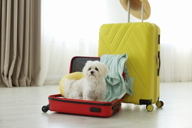 Photo of Pet hotel. Cute Maltese dog and suitcases on floor indoors