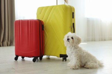 Photo of Pet hotel. Cute Maltese dog and suitcases on floor indoors