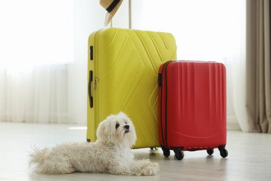 Photo of Pet hotel. Cute Maltese dog and suitcases on floor indoors
