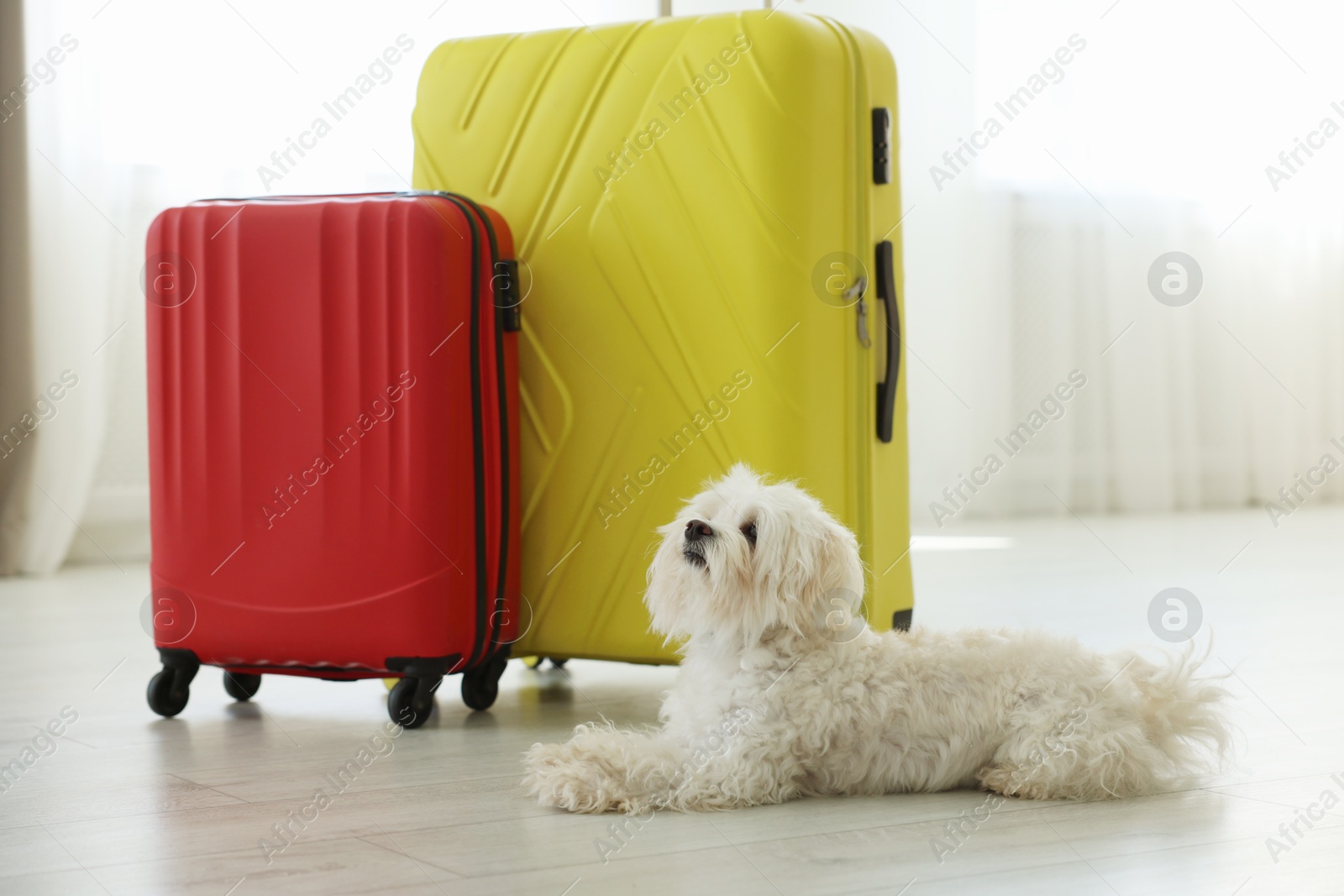 Photo of Pet hotel. Cute Maltese dog and suitcases on floor indoors