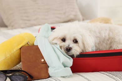 Photo of Pet hotel. Cute Maltese dog in suitcase with personal belongings on bed indoors