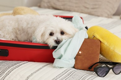 Photo of Pet hotel. Cute Maltese dog in suitcase with personal belongings on bed indoors