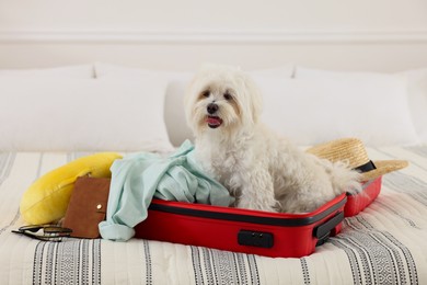 Photo of Pet hotel. Cute Maltese dog in suitcase with personal belongings on bed indoors