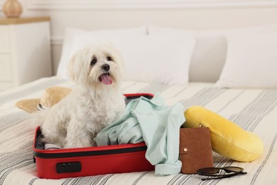 Photo of Pet hotel. Cute Maltese dog in suitcase with personal belongings on bed indoors