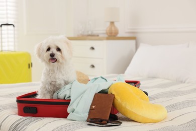 Photo of Pet hotel. Cute Maltese dog in suitcase with personal belongings on bed indoors
