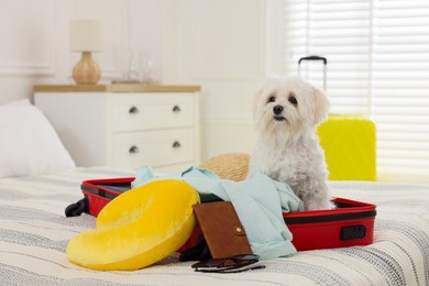 Photo of Pet hotel. Cute Maltese dog in suitcase with personal belongings on bed indoors