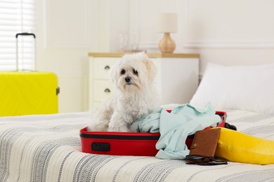 Photo of Pet hotel. Cute Maltese dog in suitcase with personal belongings on bed indoors