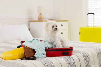 Photo of Pet hotel. Cute Maltese dog in suitcase with personal belongings on bed indoors