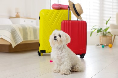 Photo of Pet hotel. Cute Maltese dog and suitcases with personal belongings on floor indoors