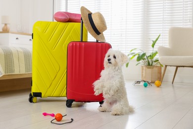 Photo of Pet hotel. Cute Maltese dog and suitcases with personal belongings on floor indoors