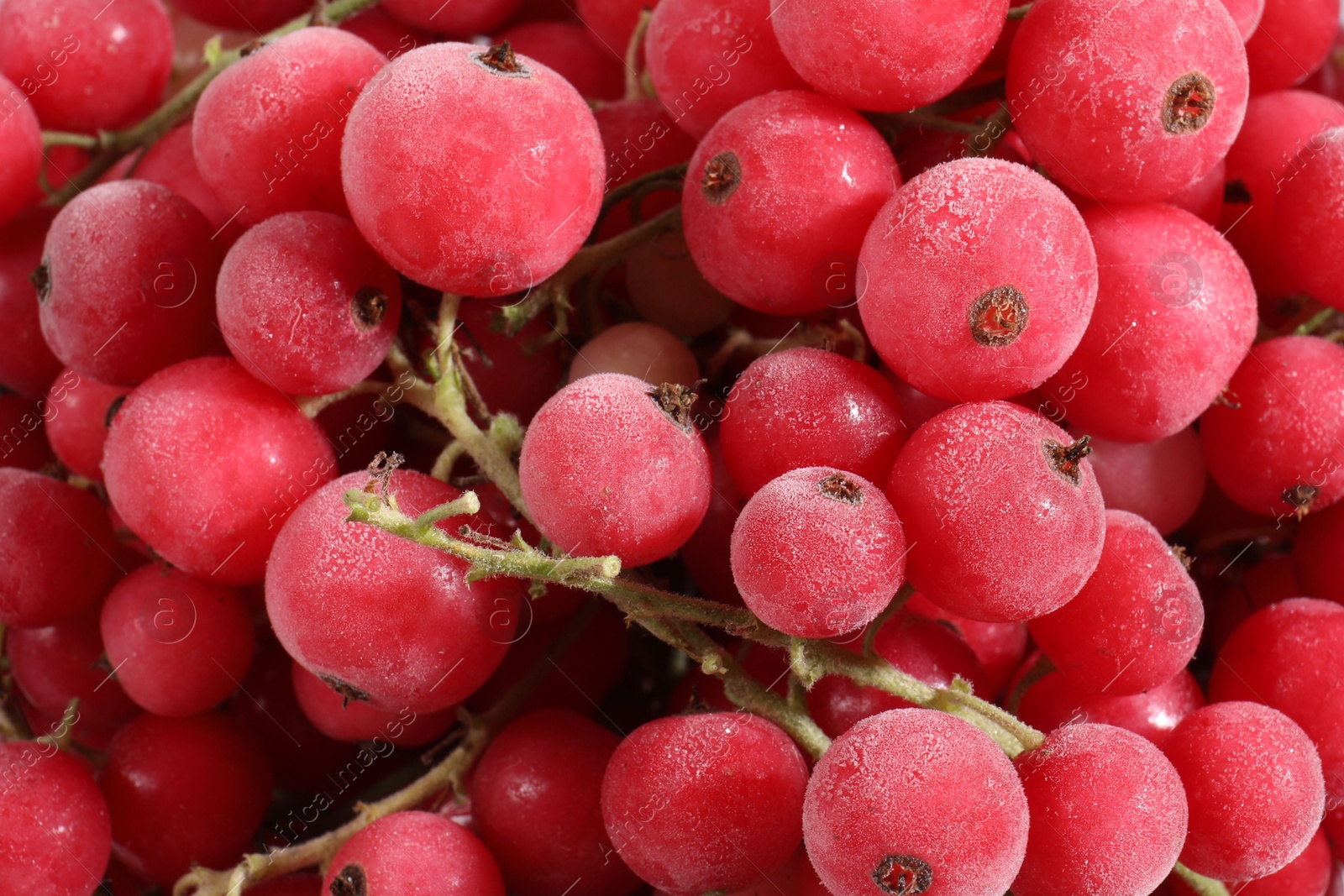 Photo of Ripe frozen red currants as background, above view