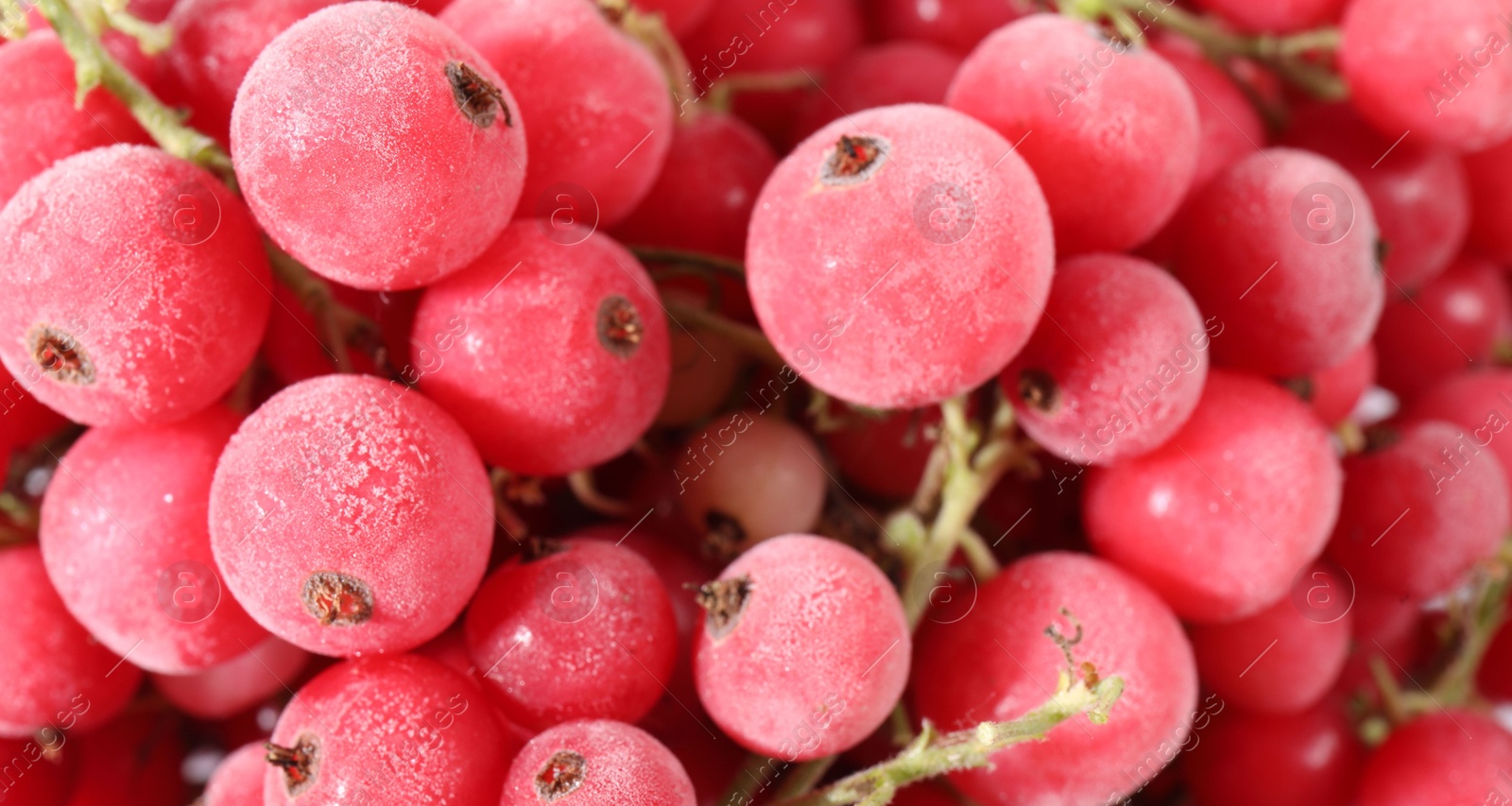 Photo of Ripe frozen red currants as background, closeup