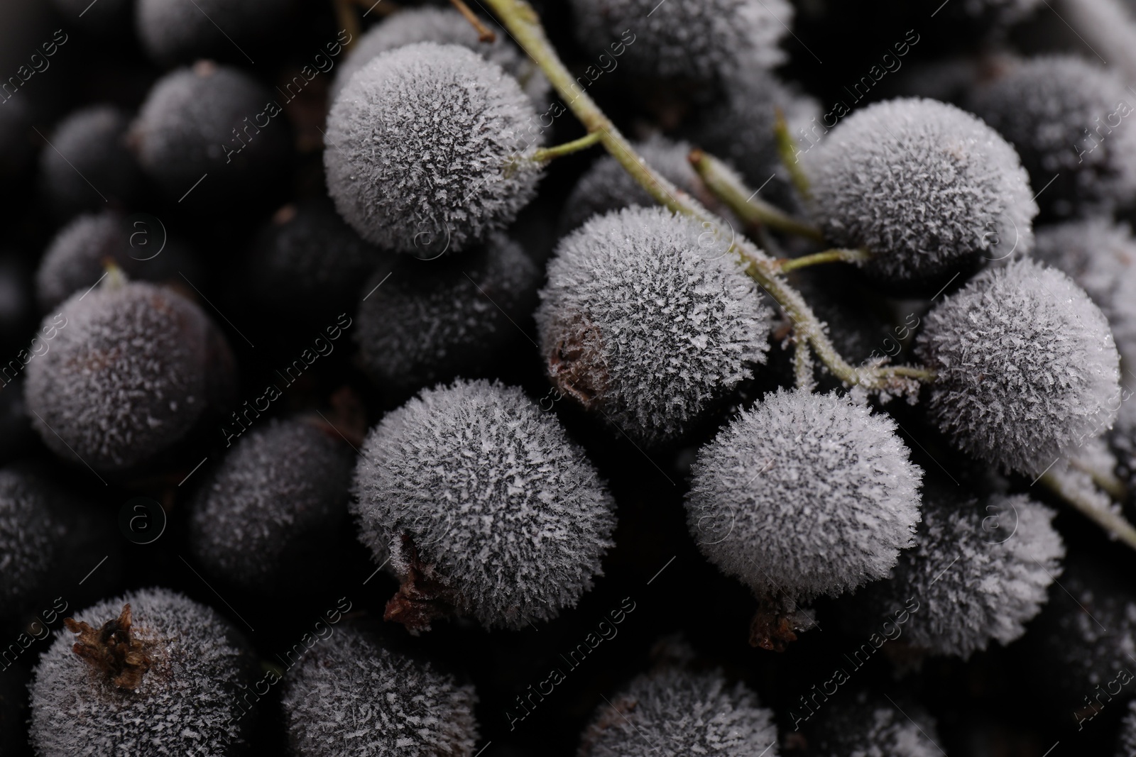 Photo of Ripe frozen black currants as background, above view