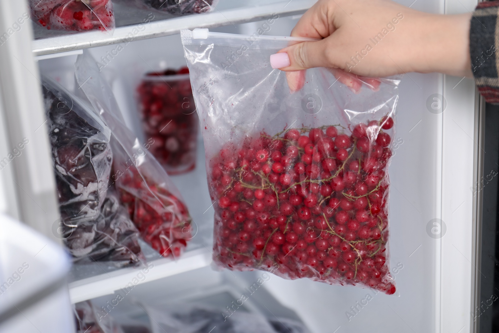 Photo of Freezing berries. Woman putting plastic bag with red currants into open fridge, closeup