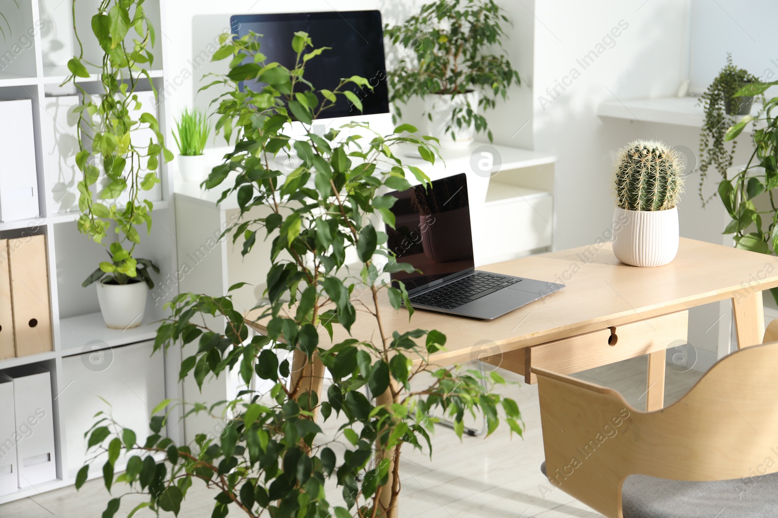 Stylish workplace with laptop and floral decor in office. Biophilic interior design Photo of Stylish workplace with laptop and floral decor in office. Biophilic interior design