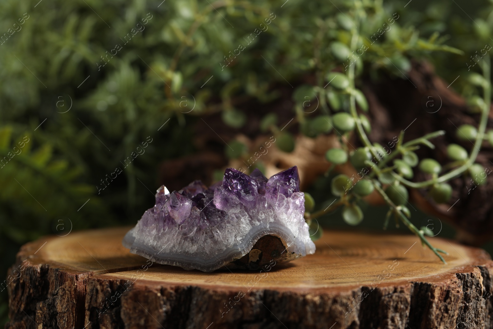 Photo of Aura. One beautiful amethyst on stump outdoors