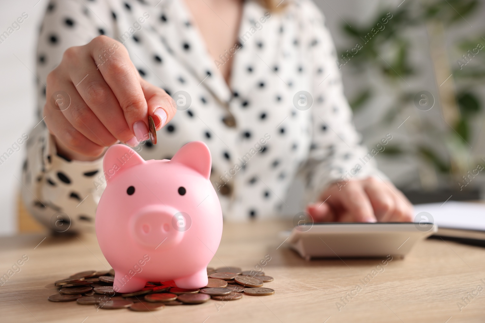 Woman counting and putting money into piggybank at wooden table, closeup Photo of Woman counting and putting money into piggybank at wooden table, closeup