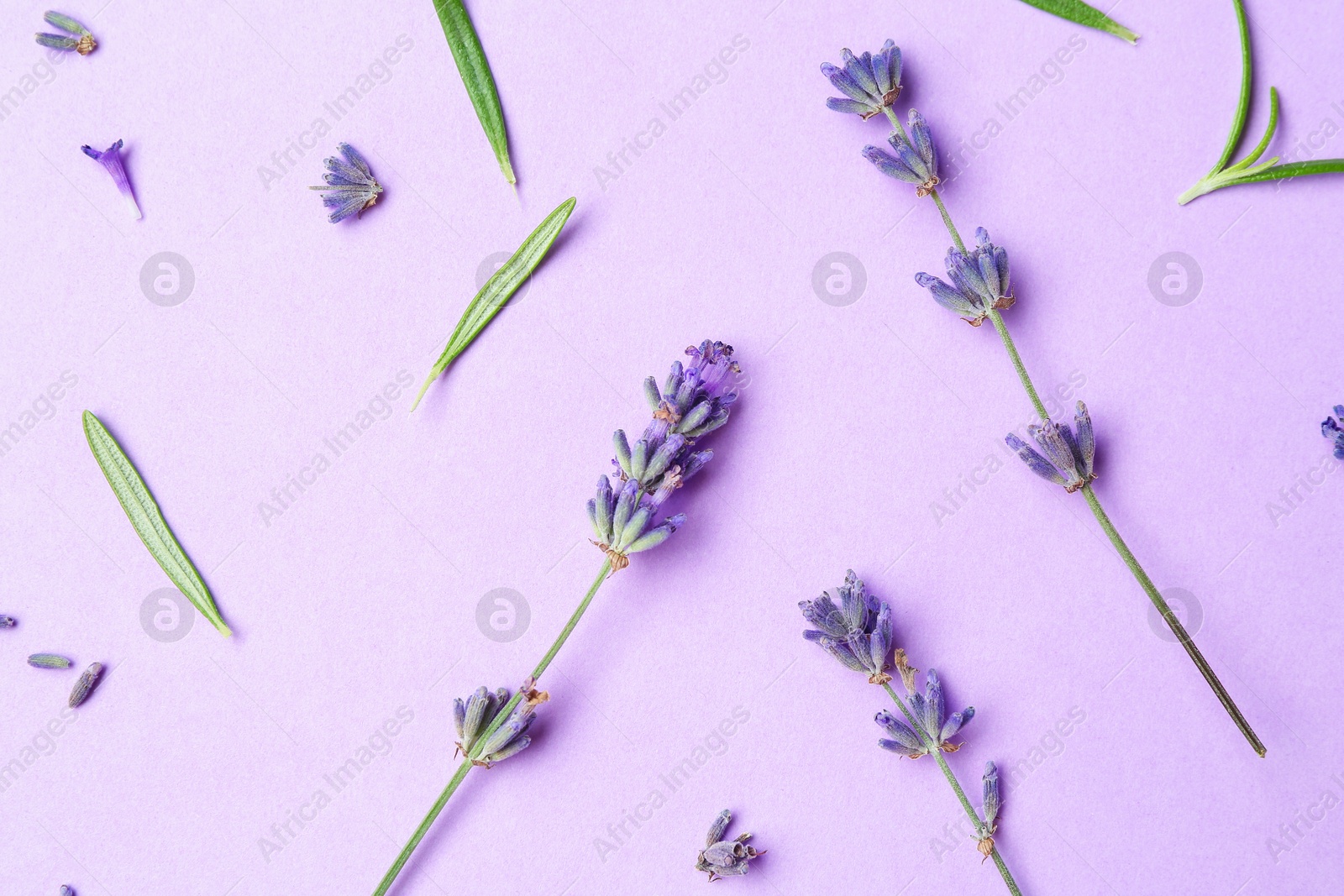 Photo of Beautiful lavender sprigs and leaves on violet background, flat lay